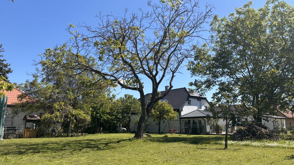 Baum in der Mitte